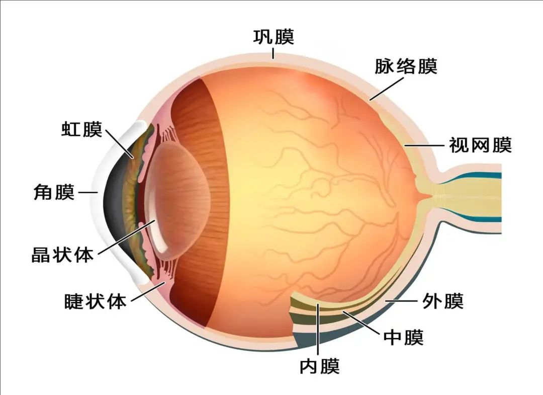 眼球外部结构图图片