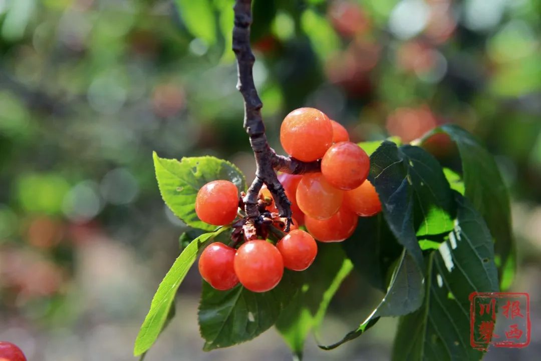 摘樱桃品美食 德昌角半沟感受山野情趣_澎湃号·媒体_澎湃新闻-the