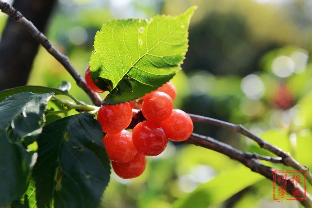 摘樱桃品美食 德昌角半沟感受山野情趣_澎湃号·媒体_澎湃新闻-the