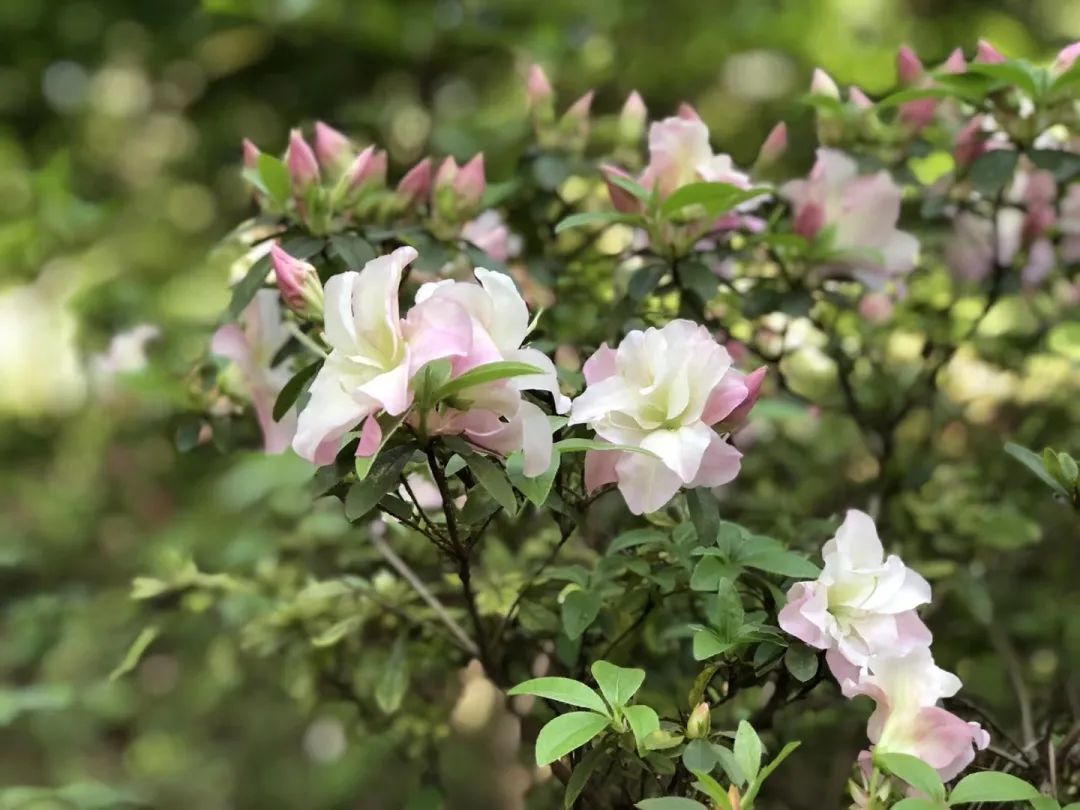 又到了一年一度的杜鵑花盛開的季節濱江森林公園春就走到了最熱鬧的