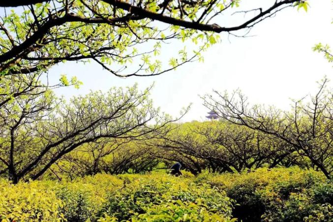 以上圖源:溧水旅遊傅家邊門票:免費地址:溧水區洪藍鎮付家邊澗東村1號