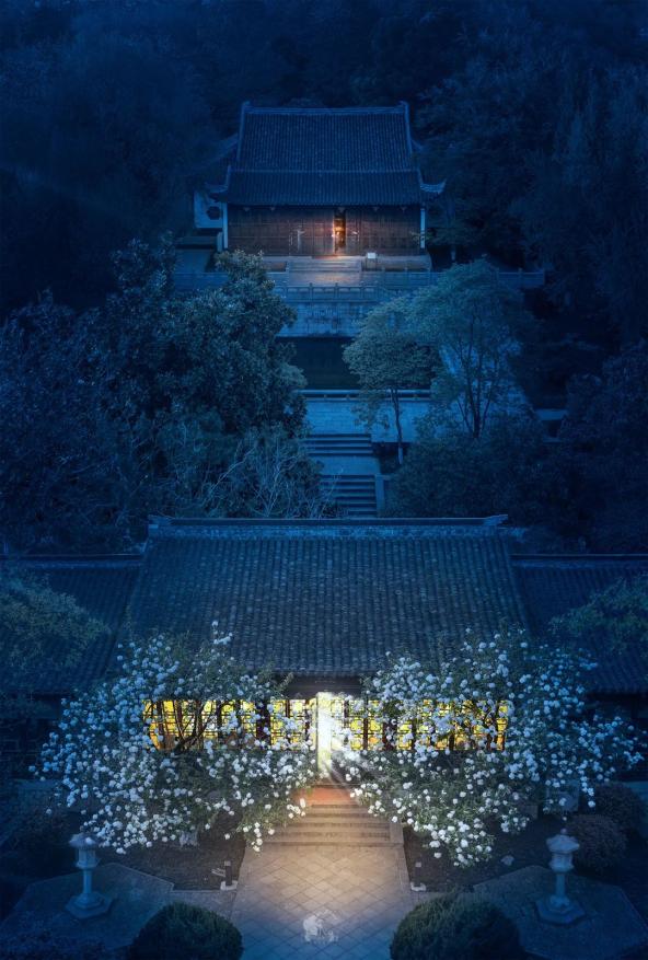 华灯初上夜晚的绣球花竟然这么美