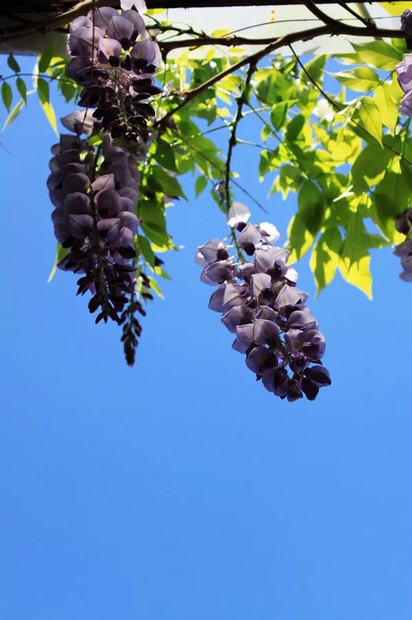 崇明唯美紫藤花海快点来打卡