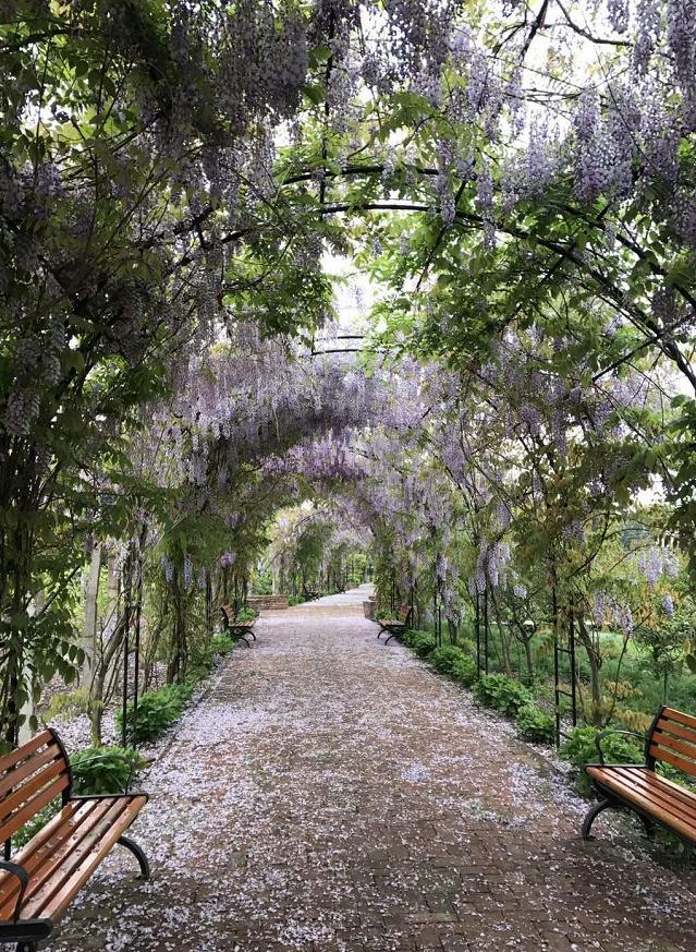 崇明唯美紫藤花海快点来打卡