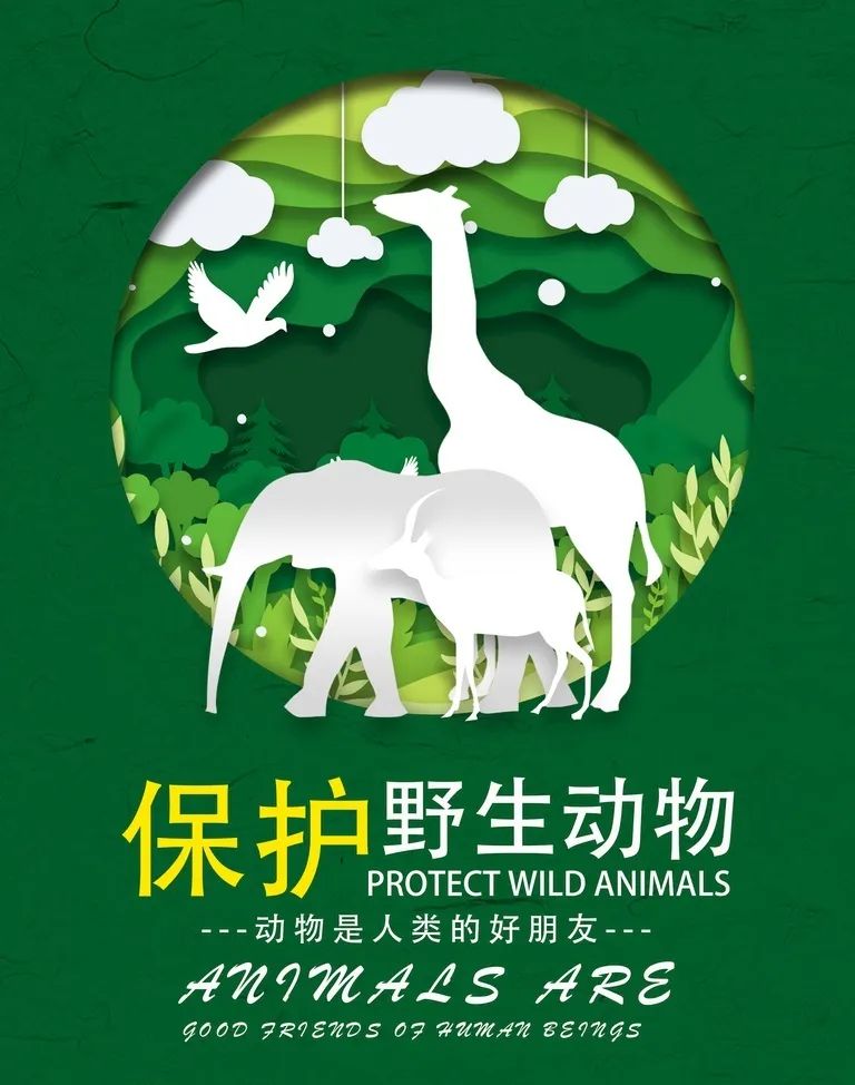 保护动物ppt免费模板图片