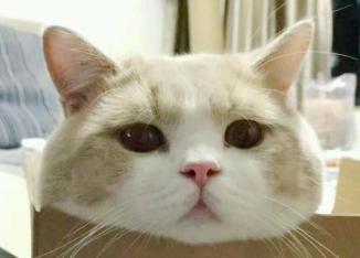 提醒!扫地不小心碰到宠物猫,男子右眼几乎失明!医生:首次遇见_媒体_
