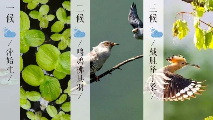 "一候萍始生,二候鸣鸠拂其羽,三候戴降于桑.