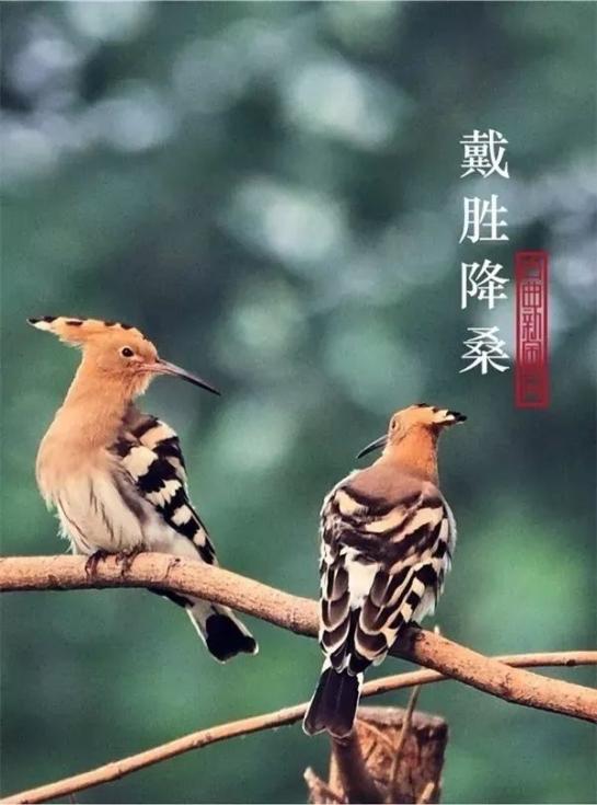 谷雨三候是重要的农事节气顾名思义就是播谷降雨源自古人"雨生百谷"之