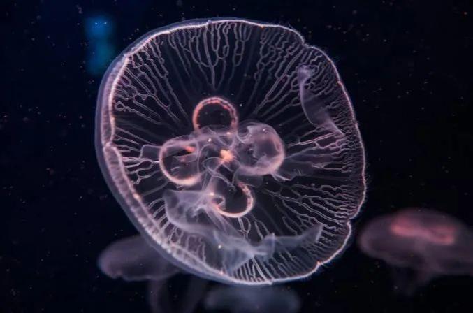 海洋科普灯塔水母有永生能力的生物