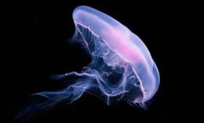 海洋科普灯塔水母有永生能力的生物