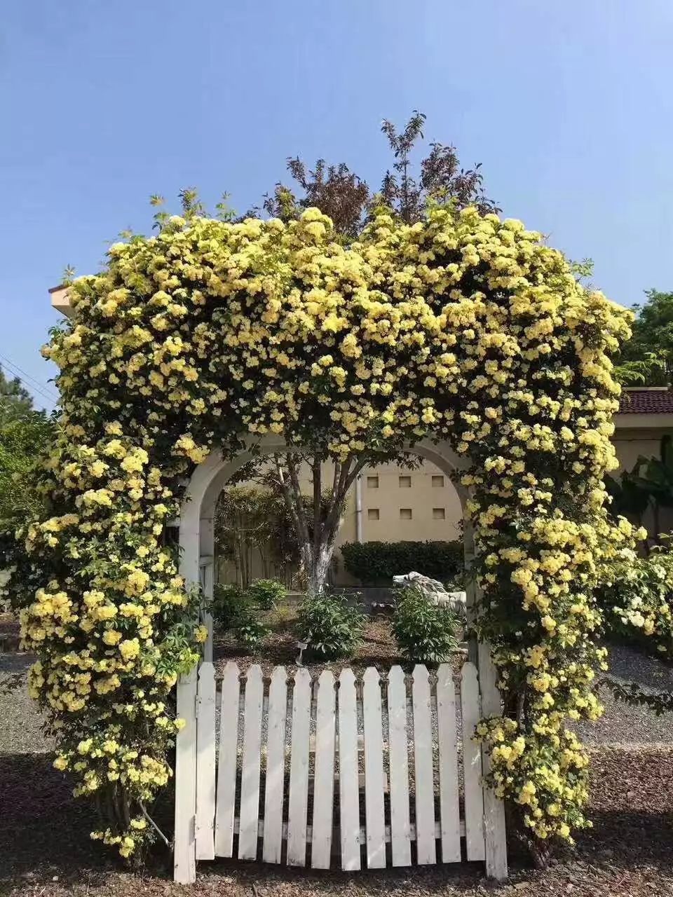 "虹越"小讲堂 | 花期长花量巨大的黄木香,这样养"