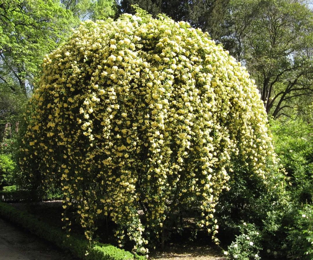 十大香花树种图片