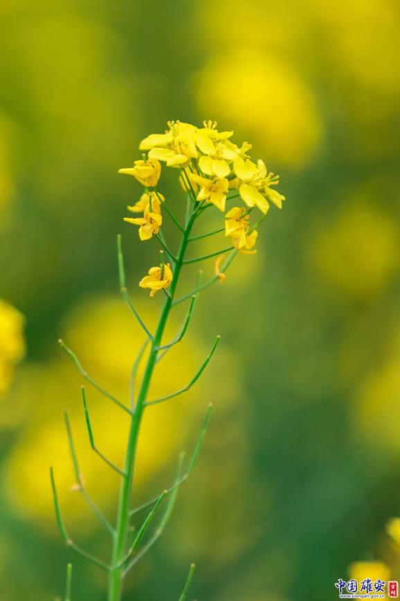 这一抹金黄点亮雄安春天