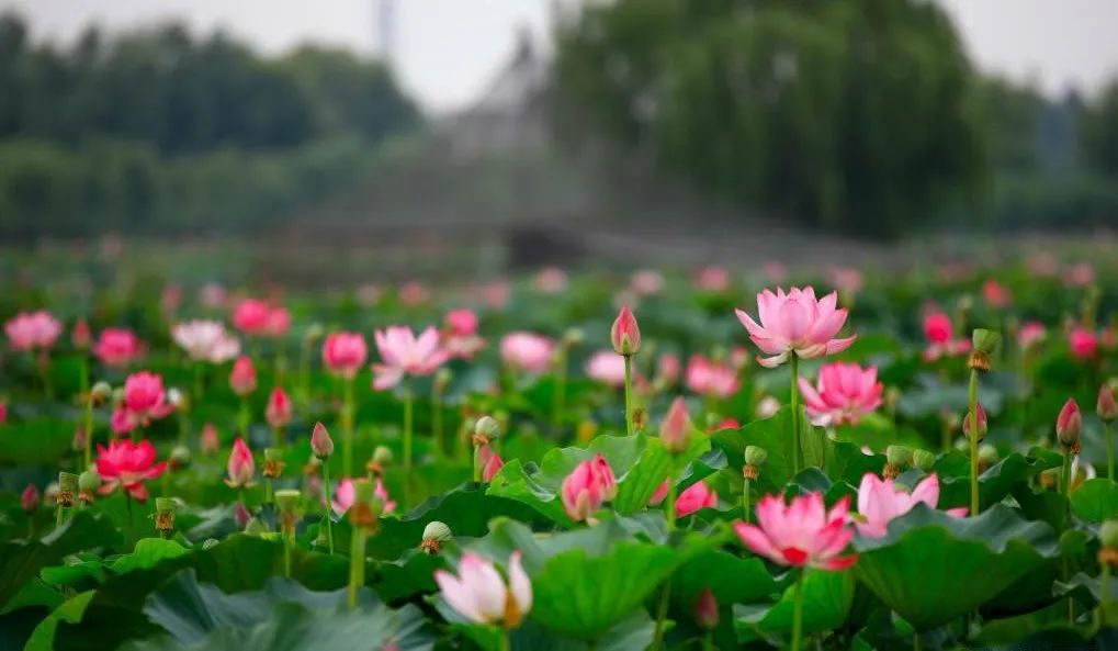 荷花淀环境图片