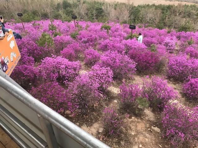 絢爛奪目金達萊花在這裡盡情綻放犇福生態牧場對外開放了象徵著堅貞