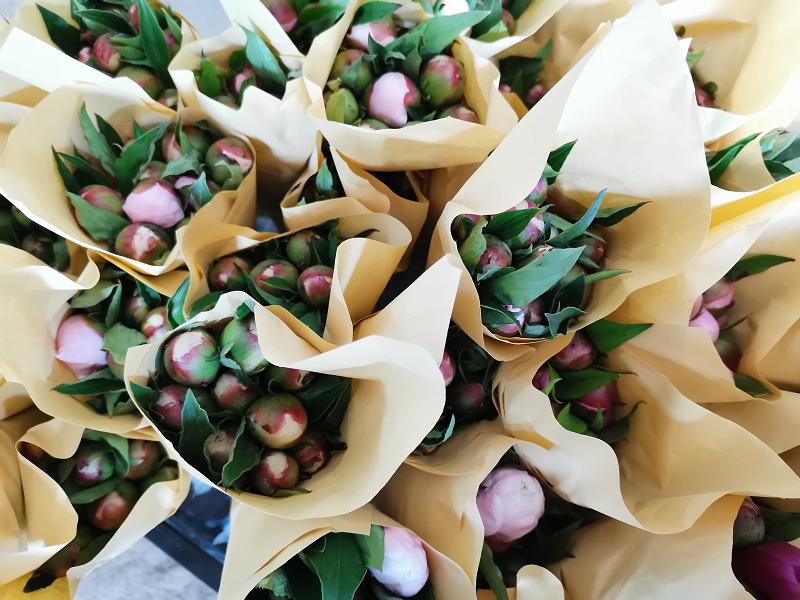 油用牡丹鲜切花菏泽牡丹产业发出新芽