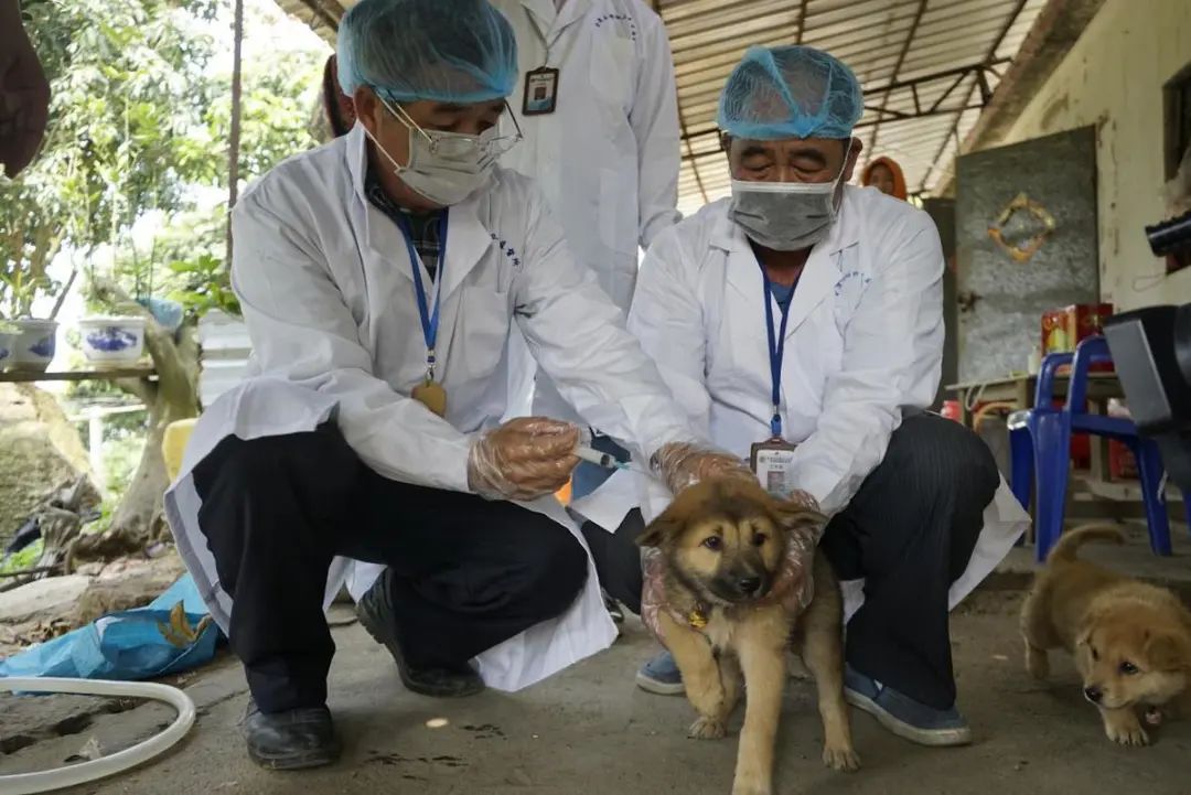 動物防疫工作人員在為陳小姐家的狗打狂犬疫苗