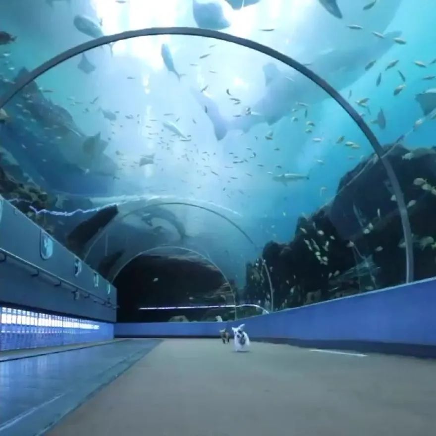 流浪的它们在这次疫情期间被邀请到水族馆来一次惊喜之旅第一次看到