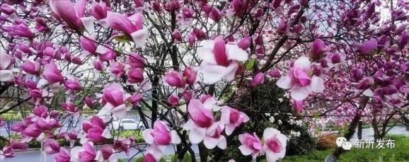 新沂市区有哪些花 赏花图给你答案 权威发布 澎湃新闻 The Paper