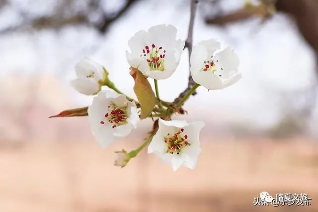 梨花白杏花黄图片