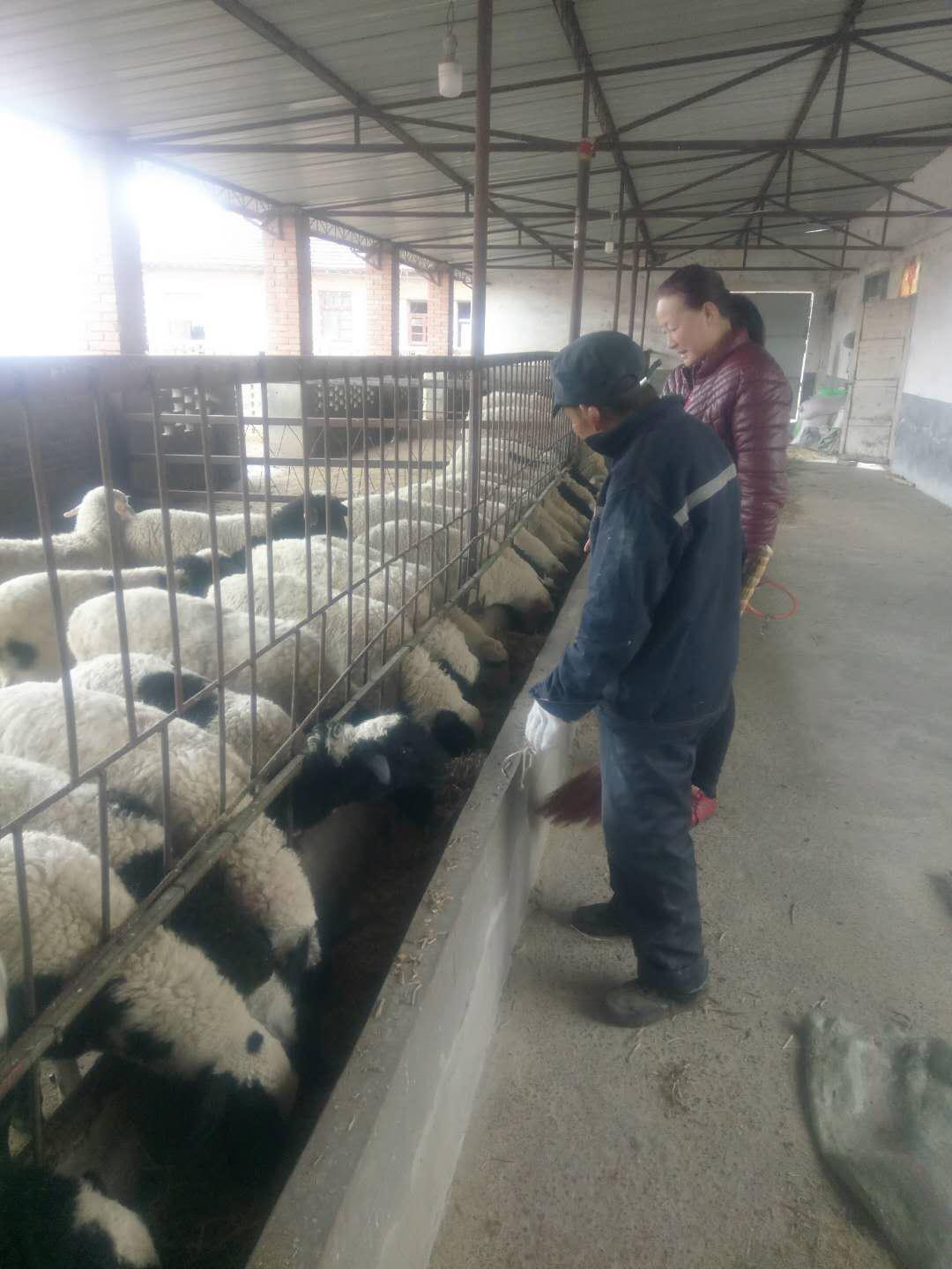 巾帼脱贫宝鸡勤劳农家女养羊敲开致富门