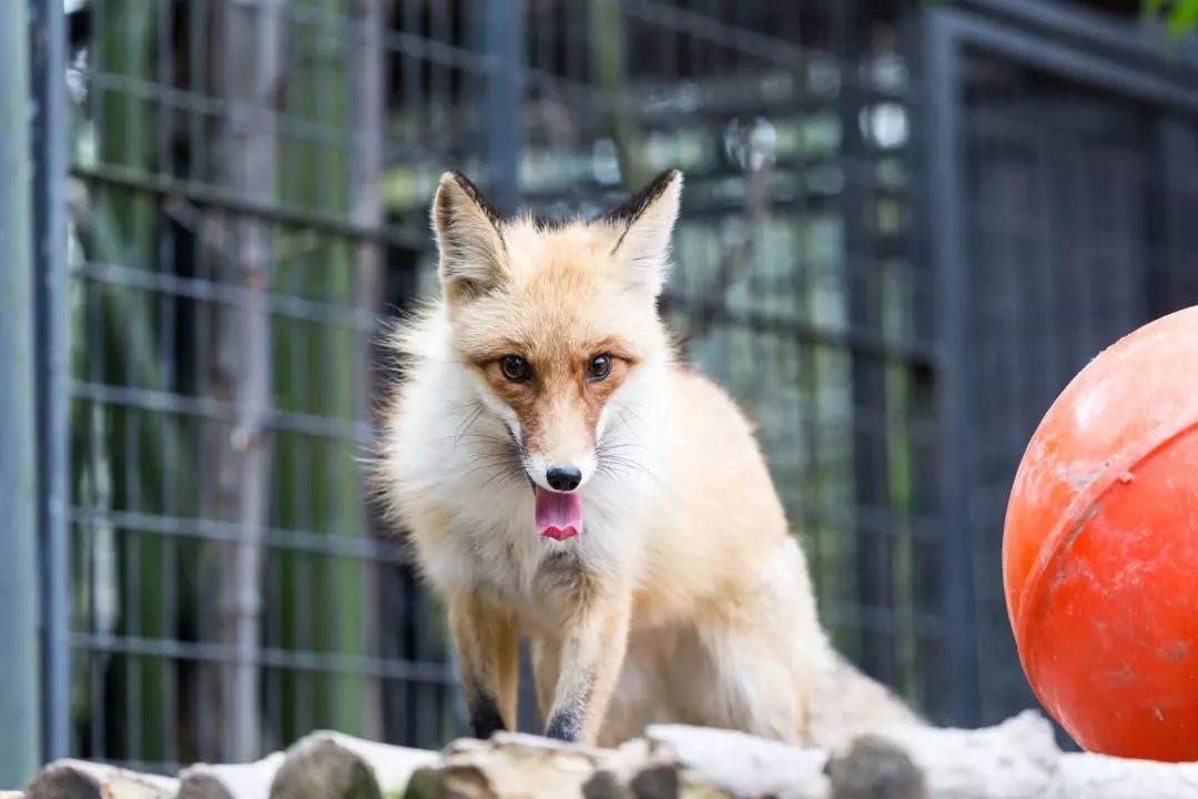 为什么赤狐大多以狡猾的形象出现呢?其实是因为它非常聪明.