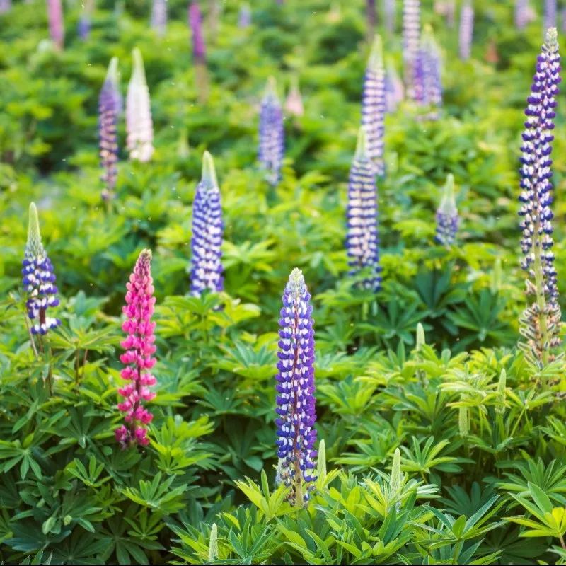 鲁冰花开正艳正是踏青赏春的美好时节庄园里的鲁冰花如一座座紫色小