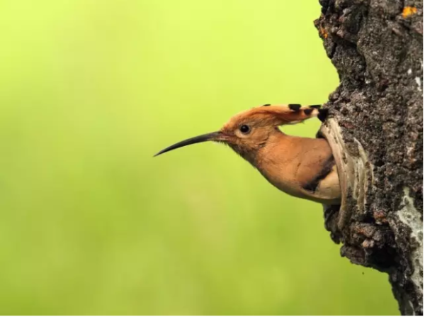美丽的农林益鸟戴胜