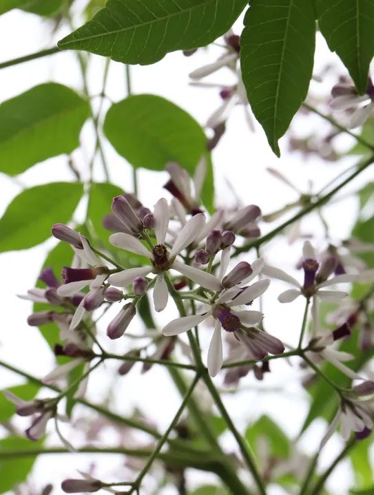 花期:4-5月在校友林,西區草坪,湖心島等地都可以見到烏桕——除了