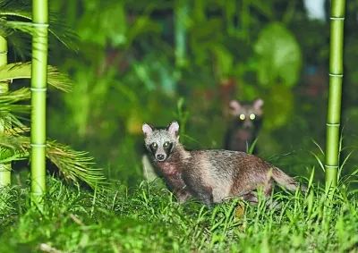 生活在城市裡的野生動物們過得好嗎?