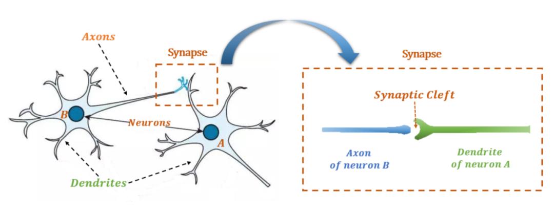 神经网络的基础是mp模型南大周志华组提出新型神经元模型ft