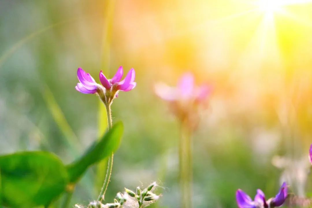 掬一抹春日的暖阳温润整个秦岭