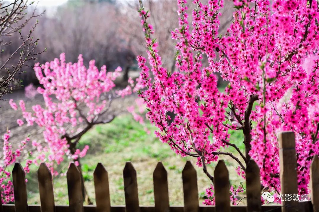 【甘肃敦煌】千亩桃花盛开,桃园美景引客来