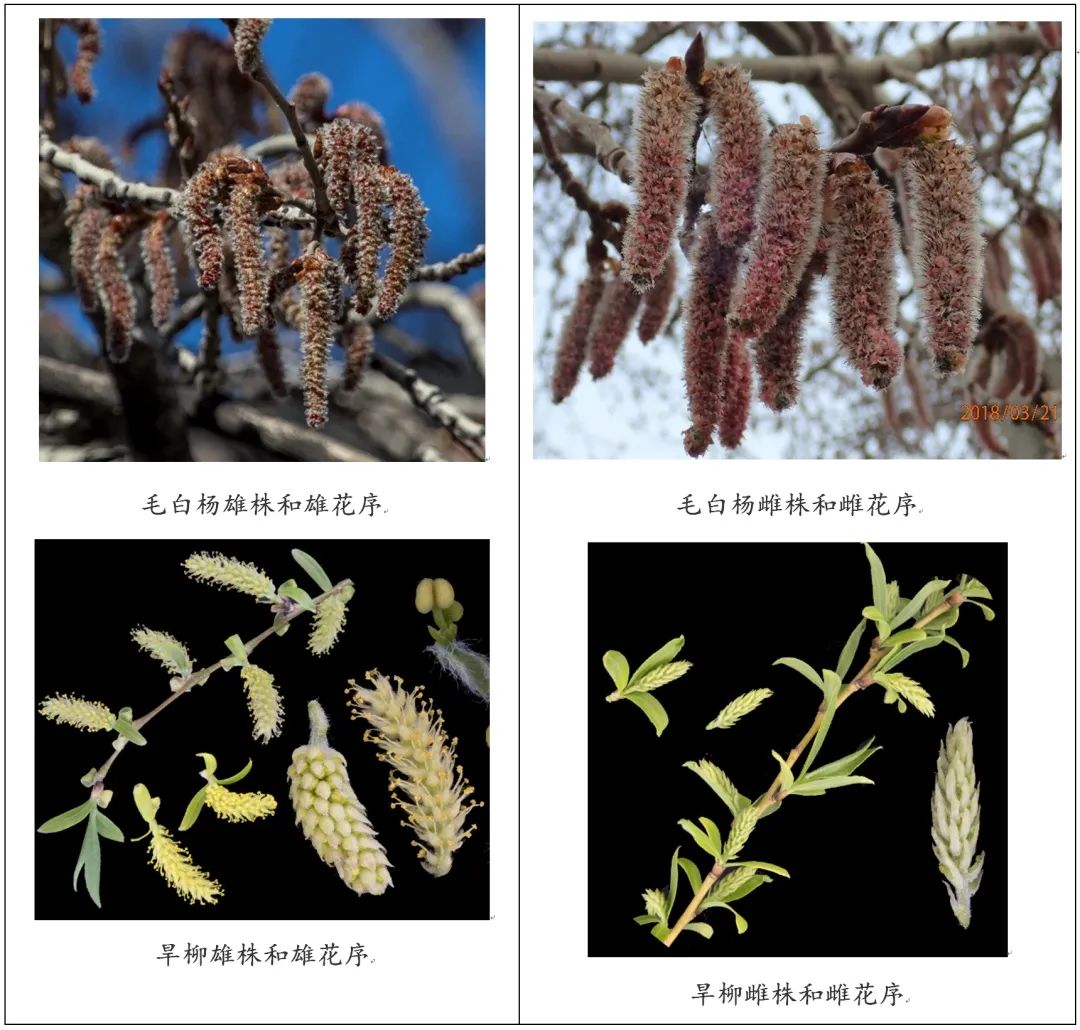 杨柳的花分布西藏毕如县高山上海拔4200米的青藏垫柳(雄株),高不过3~5