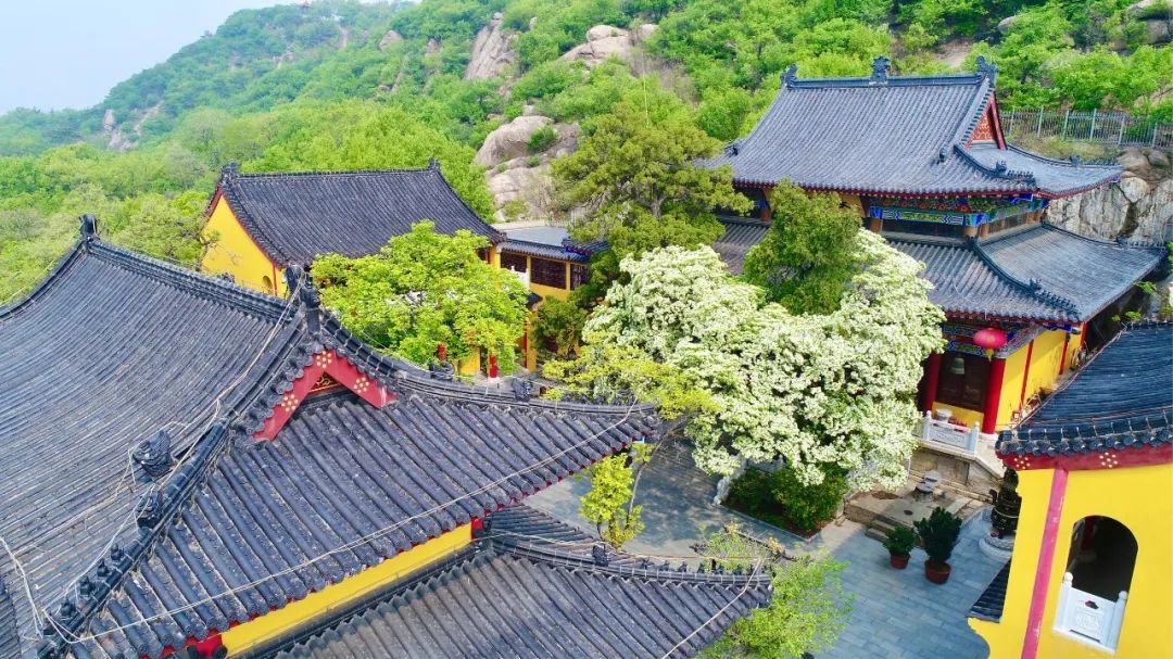 现在古树又开花了八百岁有余有一株糯米茶古树在连云港孔望山景区龙洞