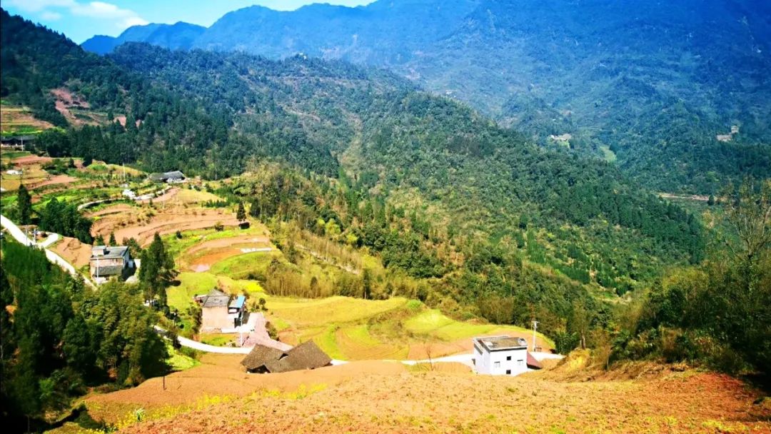 【方志四川乡村振兴】古蔺县桂花镇田坝村:阳春三月采藕忙,复工复产战