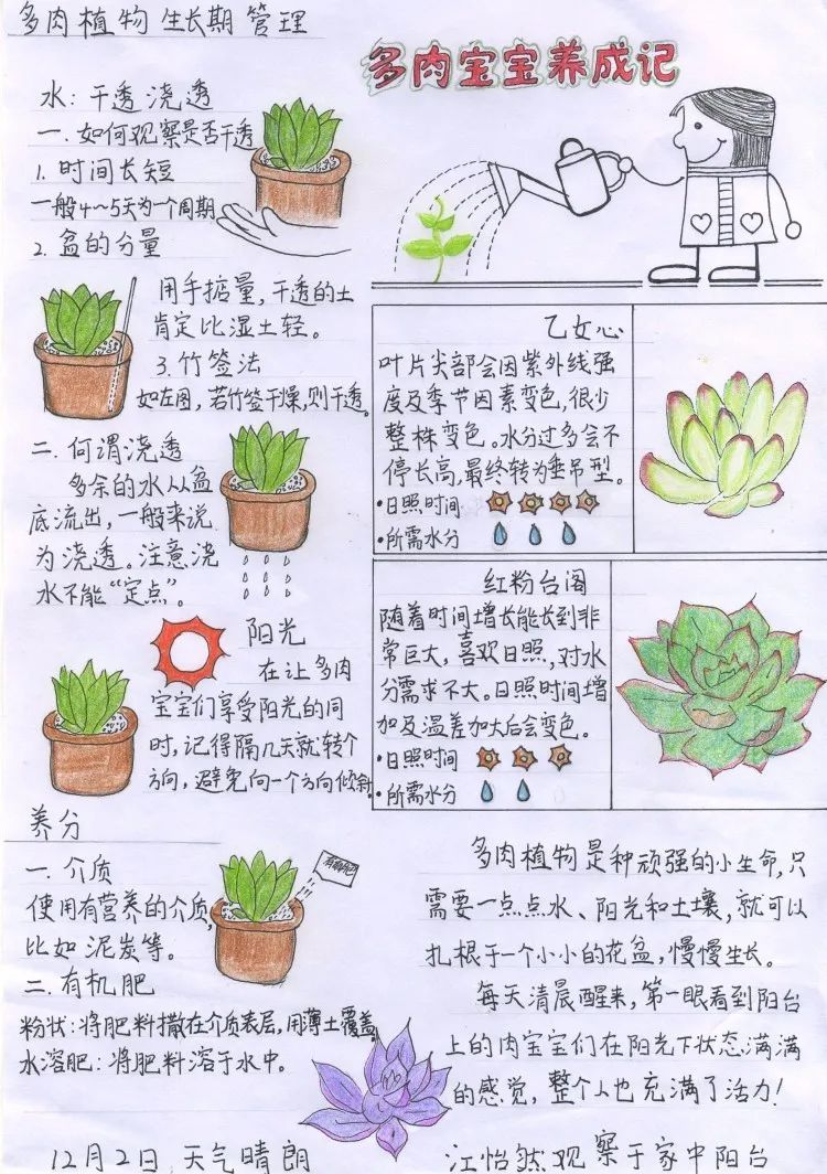 自然笔记一等奖 植物图片