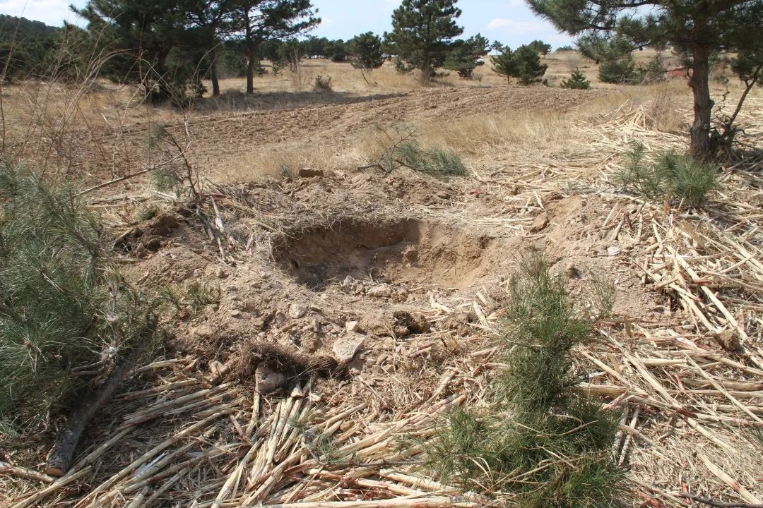 经初步勘察,发现此处遗留有采挖松树40多株的坑穴痕迹,大部分坑穴已经