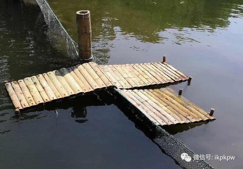 一桥二桥三桥西湖里的小可爱们又添新家当