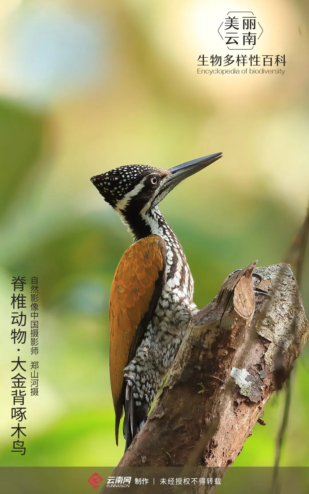 【生物多样性百科】脊椎动物·大金背啄木鸟:天生秀恩爱狂魔