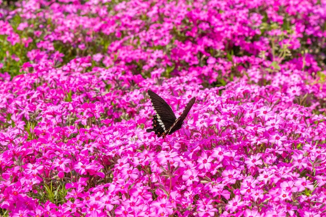玄武湖百花盛开还有许多稀有花卉错过又要等一年