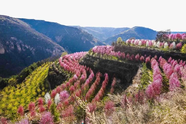 四月春风十里桃花董志塬上这个桃花源美极了