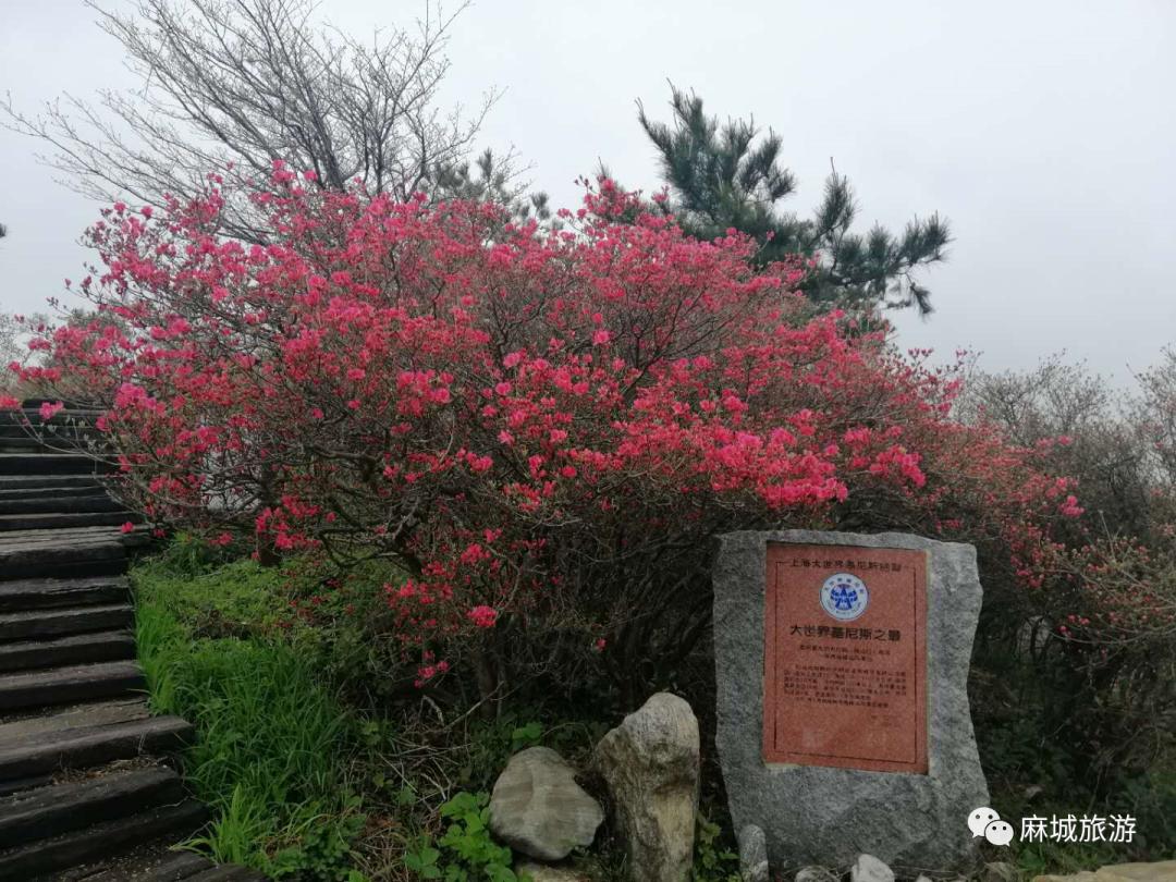 盛花期要來啦龜峰山賞杜鵑十連問你想知道的都在這兒