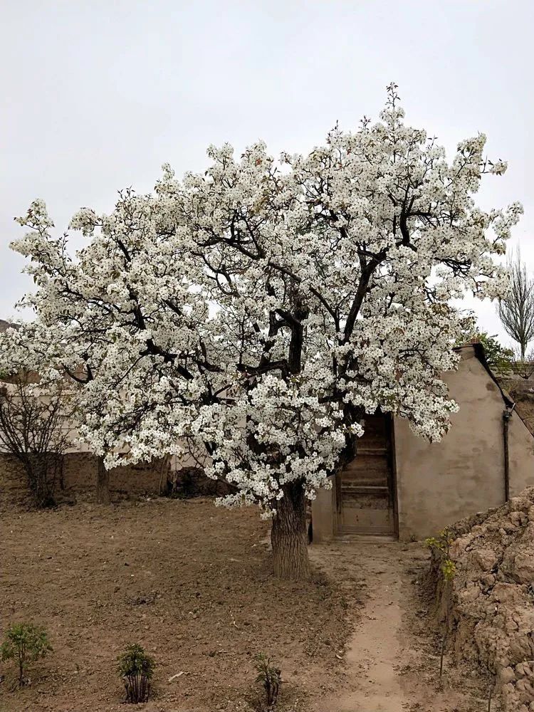 美丽乡村龙门镇人间四月芳菲尽龙门梨花始盛开