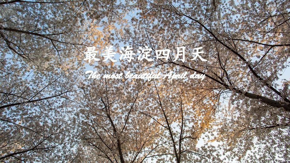 10公分垂柳价格是多少