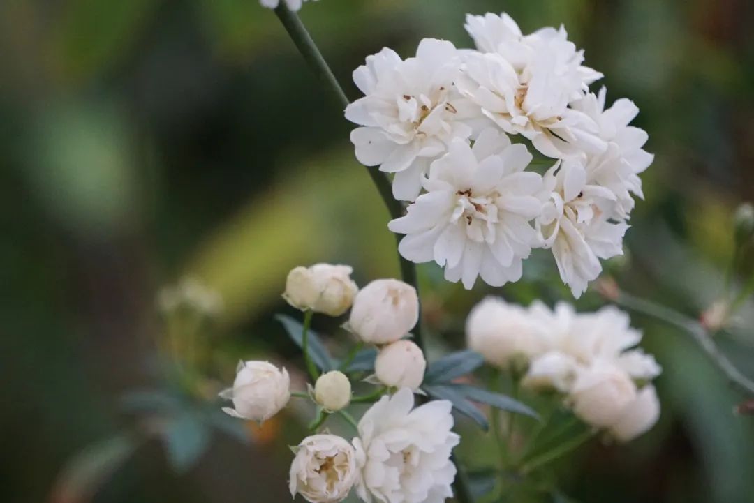 木香花(花小,伞房花序,雌蕊紫红色,浓香,花序基部3小叶,其余5小叶)