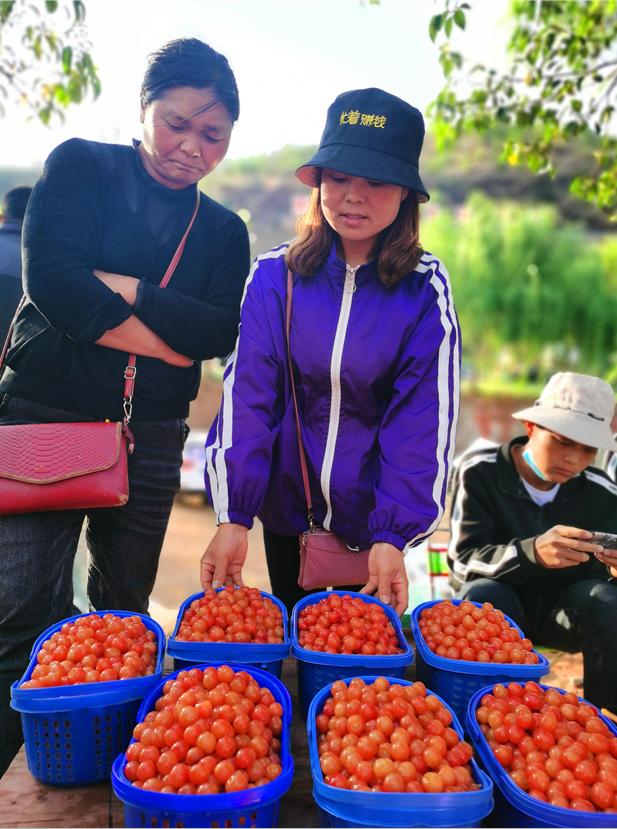 昭通鲁甸又是一年樱桃红小寨樱桃开园啦