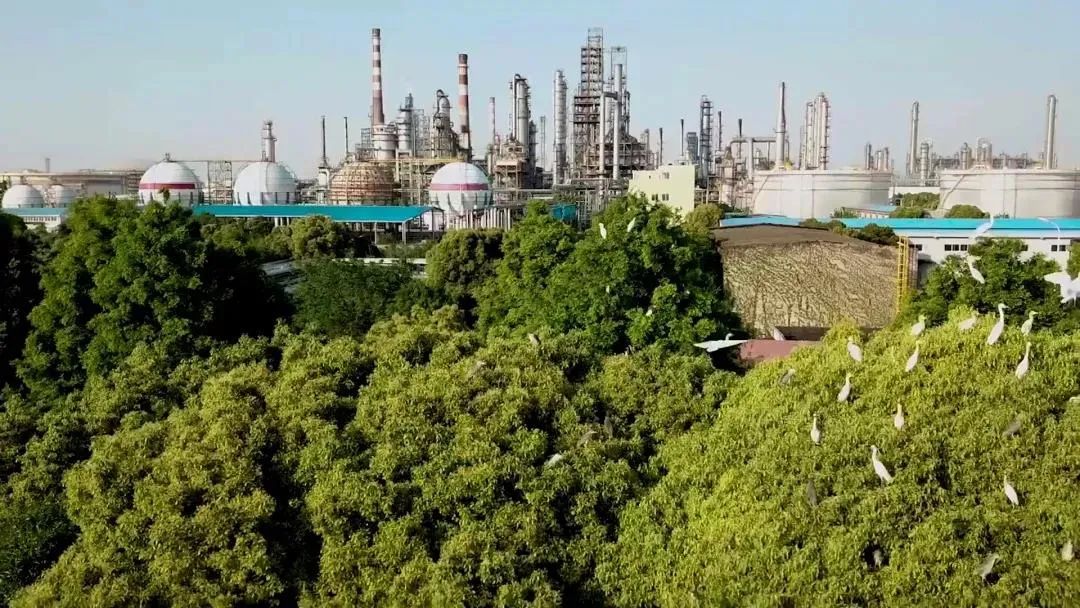 石化企业养了一群白鹭宝宝中石化云开放网住3000万人