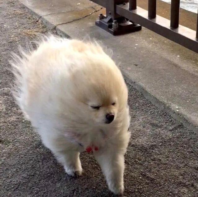 北京四月的大风像是要把春天吹跑