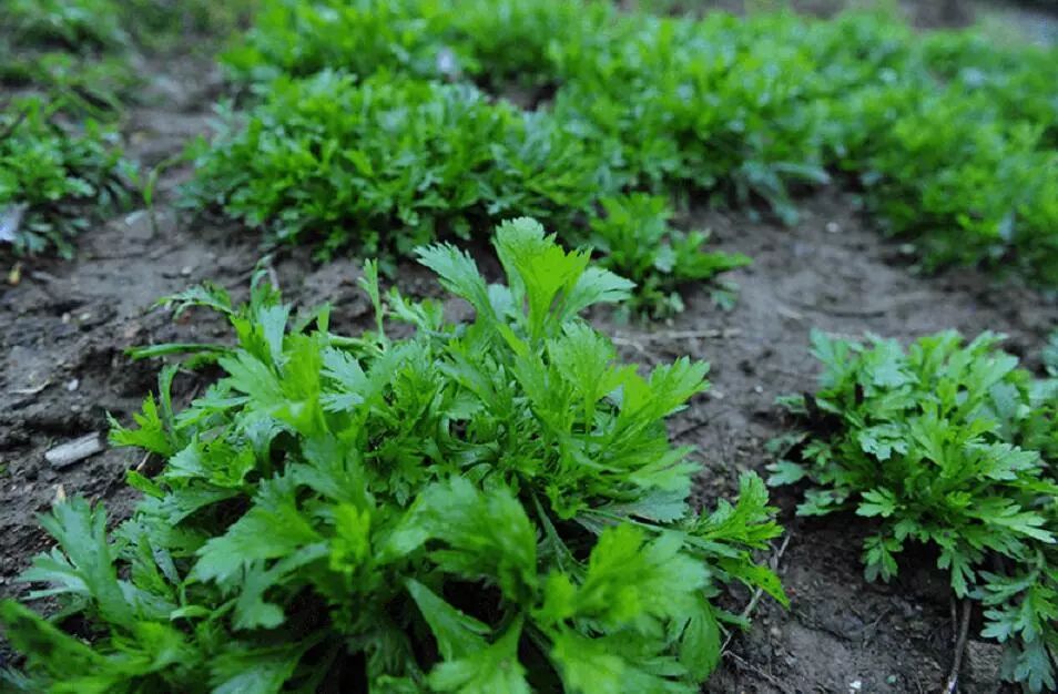 先民们发现摸索,广泛流传于民间的美味食品,它用天然野生刺头蒿和籼米